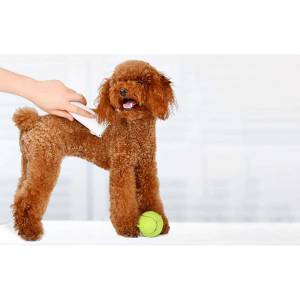 ماشین اصلاح موی حیوانات خانگی شیائومی Xiaomi Pawbby Pet Hair Clippers MG-HC001A